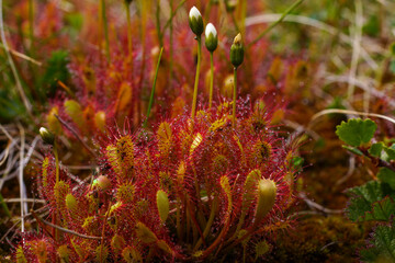 Red leaves of the English sundew (Drosera anglica), Norway