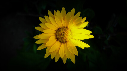 yellow flower on black background