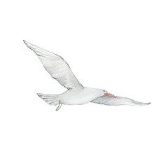 Watercolor white flying seagull
