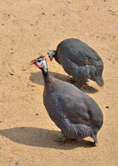 ホロホロチョウ（神戸市立王子動物園）