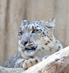ユキヒョウ（神戸市立王子動物園）