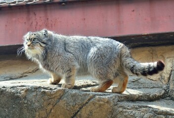 マヌルネコ（神戸市立王子動物園）