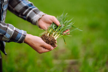 Young wheat sprout in the hands of a farmer.  Agriculture, gardening or ecology concept.
