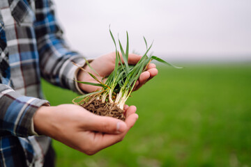 Young wheat sprout in the hands of a farmer.  Agriculture, gardening or ecology concept.