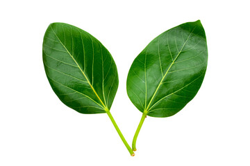 banyan tree leaves isolated on white background. natural green leaf