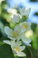 Close up of Beautiful Jasmine flowers in a garden. Jasmine  blossoming on bush in sunny day. Blooming jasmine branch with white flowers. Natural background flowers on a bush. Selective focus.