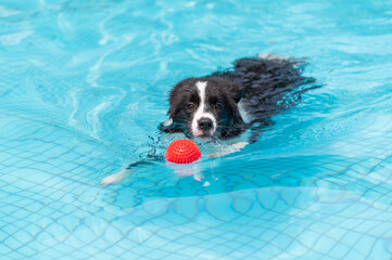 Border collie swimming in the pool