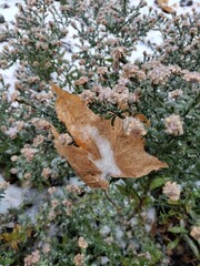 The first frosts. Thyme plant with yellow autumn leaf in the snow. Frozen flower. Winter is coming concept.