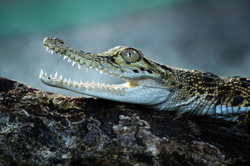 Obraz premium alligator in the everglades