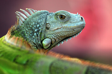 Obraz premium iguana on a branch
