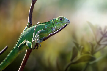 Naklejka na ściany i meble green lizard on a branch