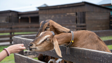 goats graze on the farm. goats in close-up on an eco-farm in a pen. The concept of cattle grazing. An animal on the farm.