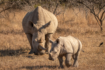 White rhinoceros with a calf (Ceratotherium simum), Hluhluwe – imfolozi Game Reserve, South Africa.