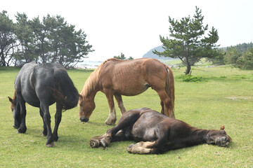 草原で寛ぐ馬たち