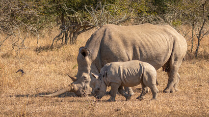Fototapeta premium White rhinoceros with a calf (Ceratotherium simum), Hluhluwe – imfolozi Game Reserve, South Africa.