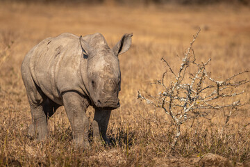 Fototapeta premium White rhinoceros calf (Ceratotherium simum), Hluhluwe – imfolozi Game Reserve, South Africa.