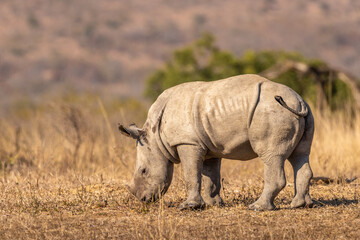 Obraz premium White rhinoceros calf (Ceratotherium simum), Hluhluwe – imfolozi Game Reserve, South Africa.