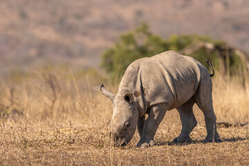 Fototapeta premium White rhinoceros calf (Ceratotherium simum), Hluhluwe – imfolozi Game Reserve, South Africa.