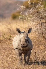 White rhinoceros calf (Ceratotherium simum), Hluhluwe – imfolozi Game Reserve, South Africa.