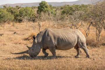 Fototapeta premium White rhinoceros (Ceratotherium simum), Hluhluwe – imfolozi Game Reserve, South Africa.