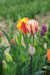 Colorful tulip mix.