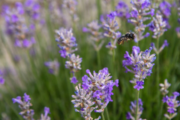 striped bumblebees and bees collect nectar and pollinate purple lavender flowers
