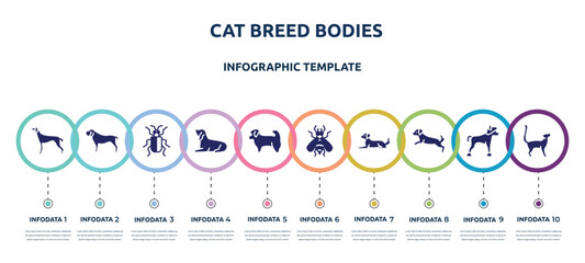 cat breed bodies concept infographic design template. included greyhound, mastiff, asparagus beetle, bas houd, shih tzu, hoverfly, dog lying, dog scaping, bengal cat icons and 10 option or steps.