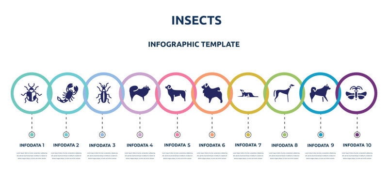 insects concept infographic design template. included chrysomela, scorpio, golden ground beetle, chow chow, newfoundland, tibetan mastiff, border collie, saluki, strepsiptera icons and 10 option or