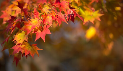 Naklejka na ściany i meble Beautiful landscape with tree and fall foliage in autumn season, Japan.