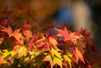 Beautiful landscape with tree and fall foliage in autumn season, Japan.