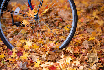 Beautiful landscape with tree and fall foliage in autumn season, Japan.