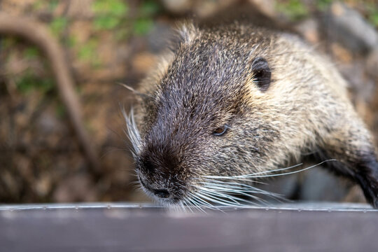 A close-up of a koipu, also known as nutria, a large herbivorous semi-aquatic rodent, is depicted in an enclosure on an eco-farm. Introducing children to the animal world.