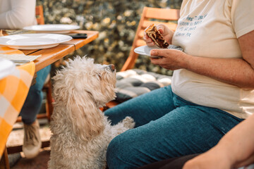 Small white bichon frize dog stands up and wants to eat food. 