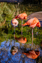 Detail of a flamingo drinking in a pond in a zoo, genus of neognathous birds of the Phoenicopteridae family.