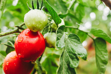 tomatoes on a branch