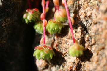 Rojnik orzęsiony Sempervivum ciliosum ssp. octopodes