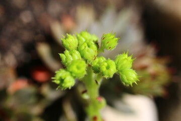 Rojnik orzęsiony Sempervivum ciliosum ssp. octopodes