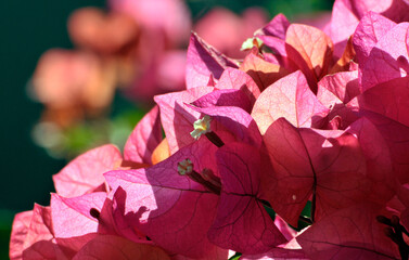 Beautiful bougainvillea flowers