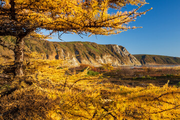 Beautiful autumn landscape. View through the branches of yellowed larch to the sea coast, tundra...