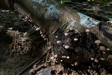 Wild mushroom growing on the tree trunks in nature