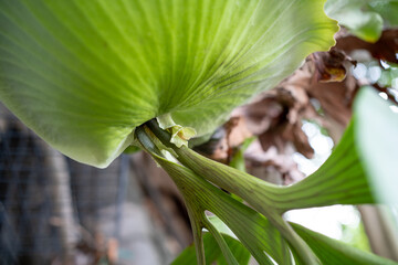 Close up of the Platycerium Coronarium fronds and shield fronds connection