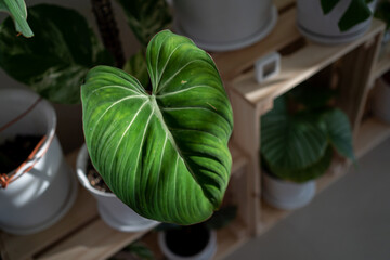 Philodendron Gloriosum leaf being shine by the morning sunlight