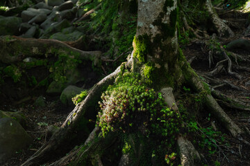 Obraz premium 苔の森 八ヶ岳