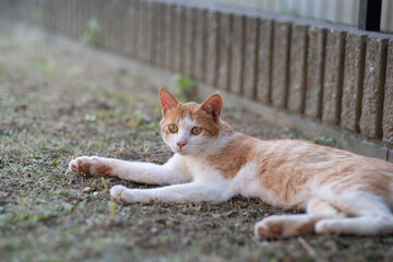 くつろぐ猫　茶トラ白