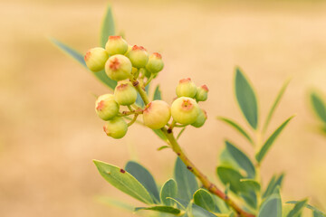 Ripe red blueberries on a american blueberry bush on a nature background. 