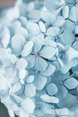 Fototapeta na wymiar Details of blue petals. Macro photo of hydrangea flower. Beautiful colorful blue texture of flowers for designers. Hydrangea macrophylla. Banner