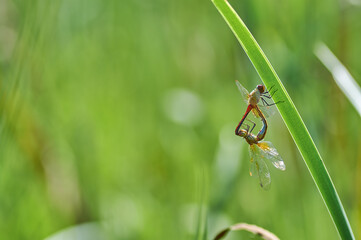 Dragonflies on the grass