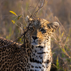 leopard roaming freely in the wild of Africa
