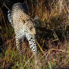 Young male leopard in the wild