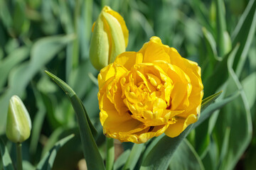 Yellow tulip with filled blossom